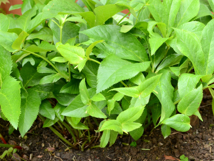 クリスマスローズ