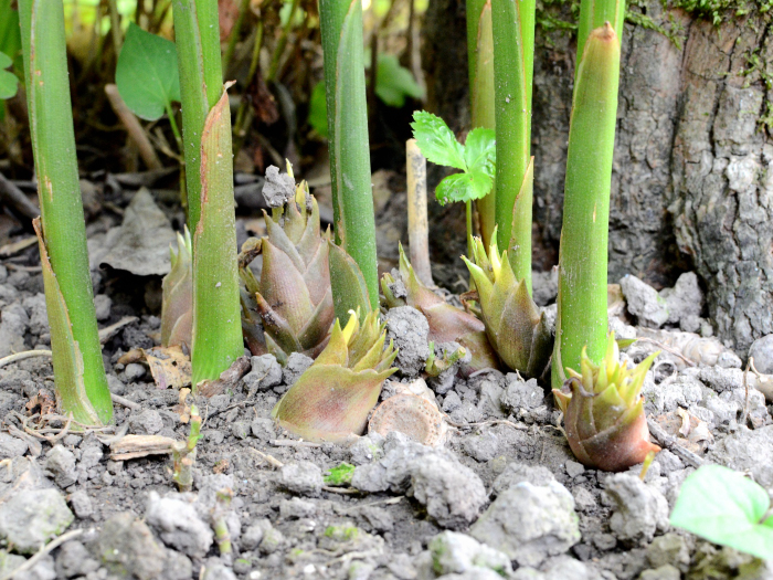 ミョウガ写真