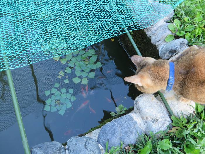 池写真