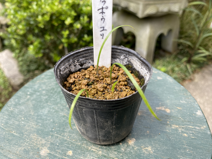 鉄砲百合写真