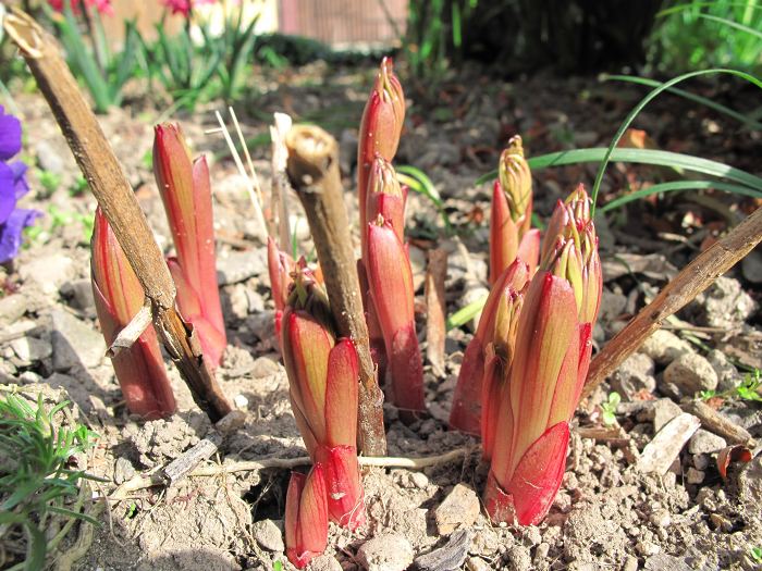 シャクヤク（芍薬）写真