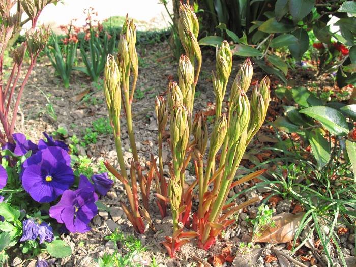 シャクヤク（芍薬）写真