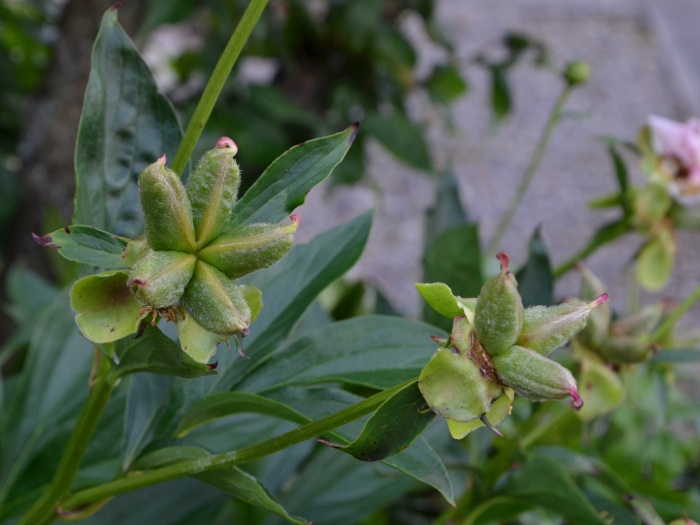 シャクヤク（芍薬）写真