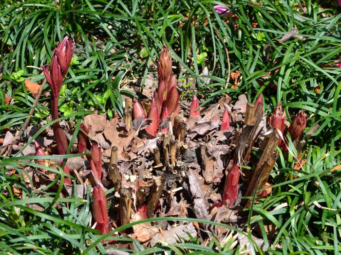 シャクヤク（芍薬）写真