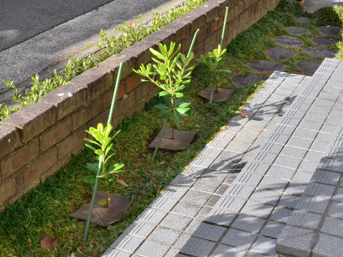 トベラ
