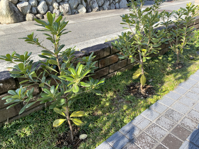 トベラ写真