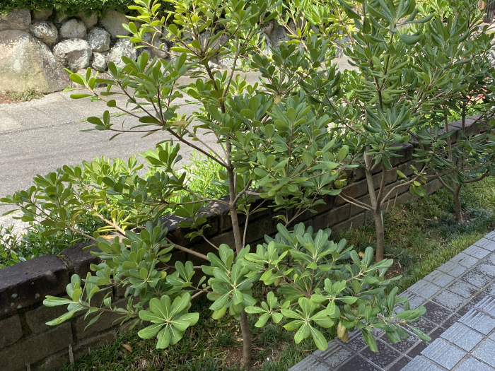 トベラ写真