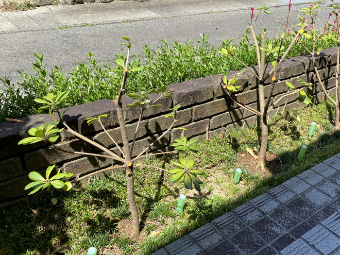 トベラ写真