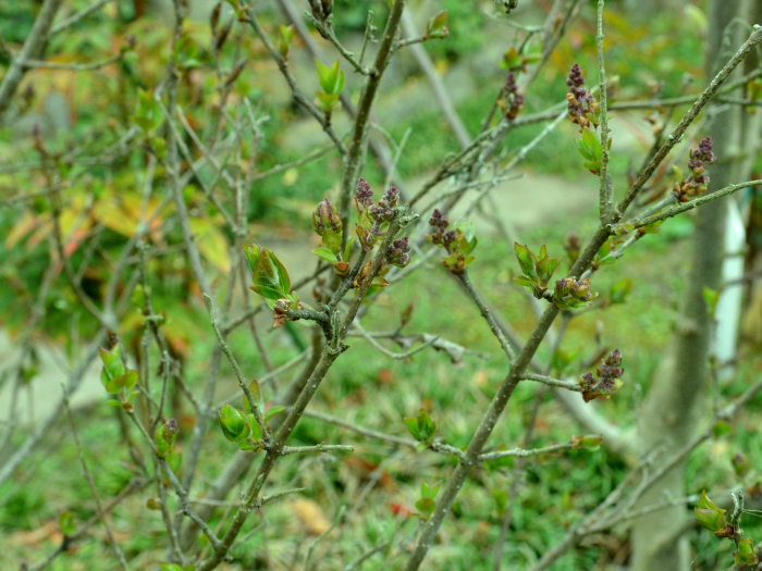 ライラック写真