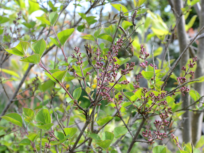 ライラック写真