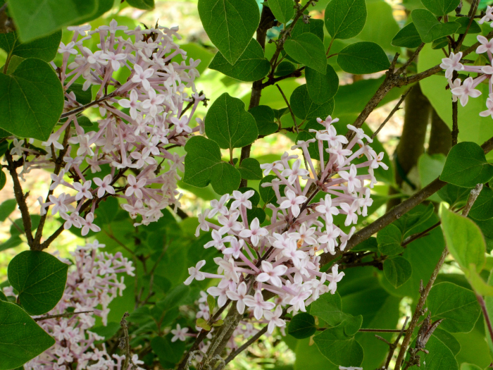 ライラック写真