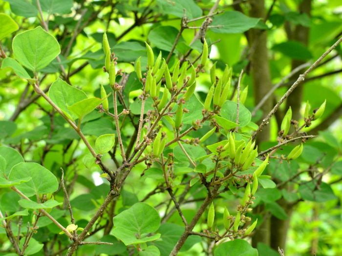 ライラック写真