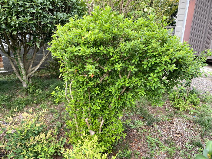 ツツジ写真