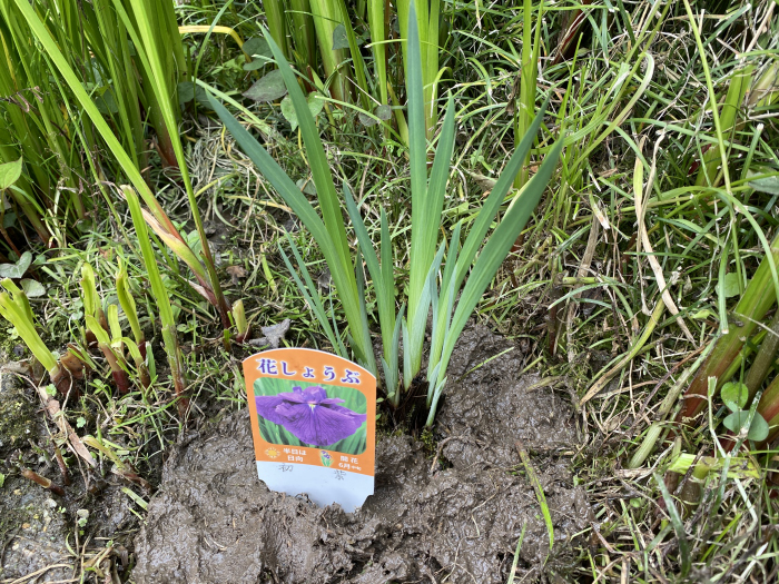 花ショウブ