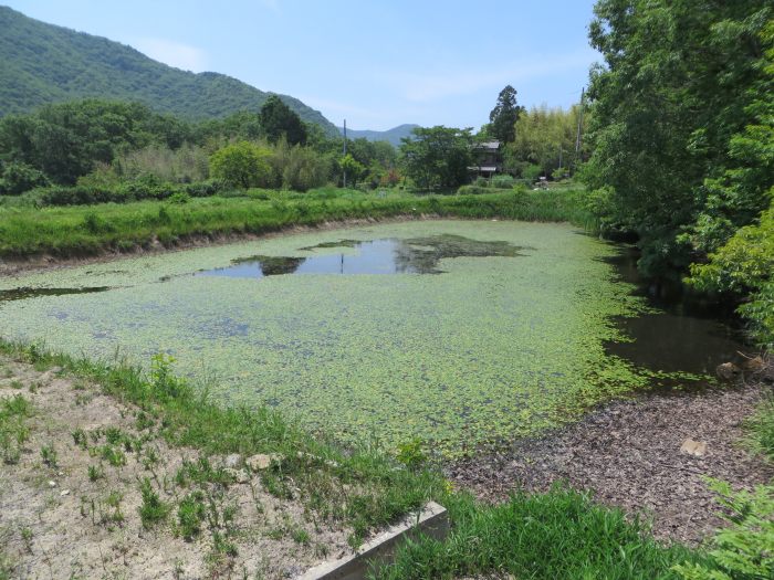 丹波篠山市今田町間新田/池写真