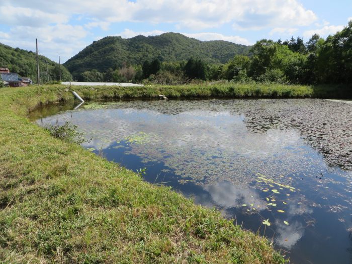 丹波篠山市今田町木津/池写真