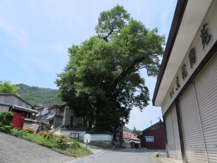 丹波篠山市今田町上立杭/不動尊・白玉稲荷神社アベマキ写真