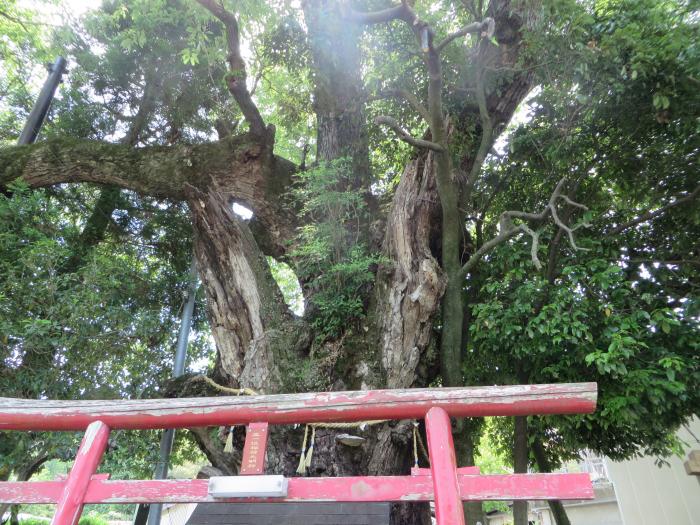 丹波篠山市今田町上立杭/不動尊・白玉稲荷神社おうぎの木写真