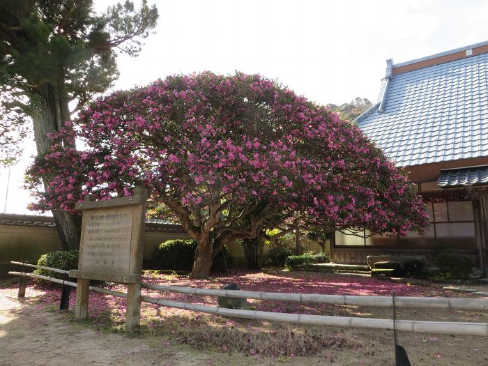 丹波篠山市今田町今田新田/平野山西方寺写真