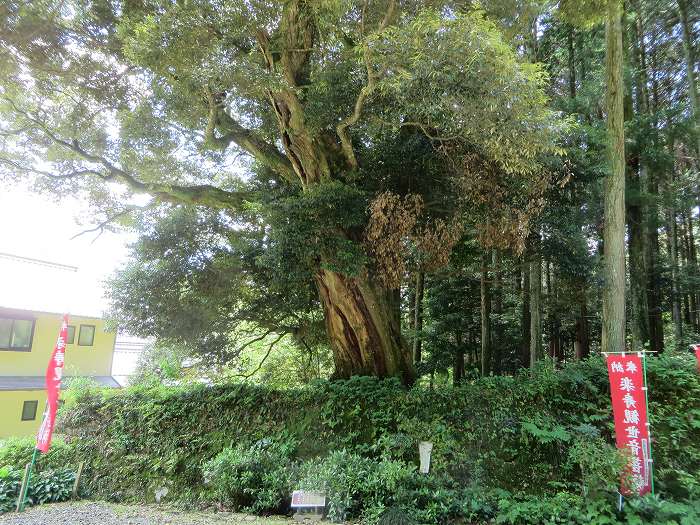 丹波篠山市今田町下小野原/二老山和田寺シイ写真