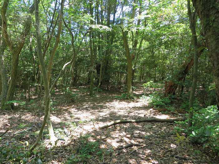 丹波篠山市今田町下小野原/和田寺山写真