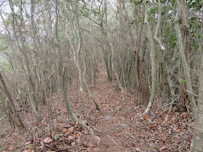 丹波篠山市草野/八王子山稜線写真