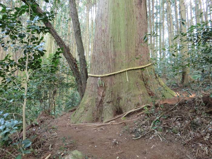 丹波篠山市今田町上小野原/小野庄住吉神社かくれ杉写真