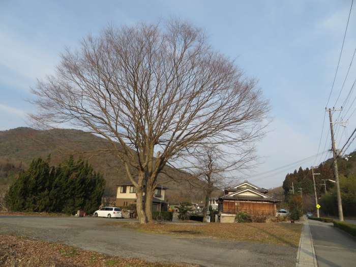 丹波篠山市今田町辰巳/大樹写真