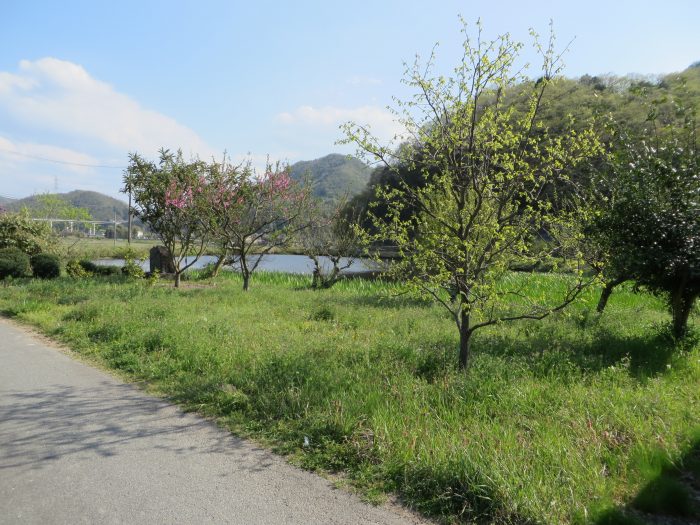 丹波篠山市油井/油井学校跡写真