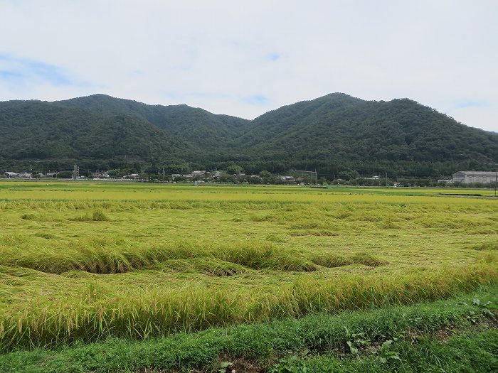 丹波篠山市古森/海見山写真