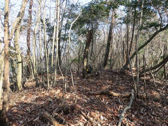 丹波篠山市今田町黒石/センブリ山写真