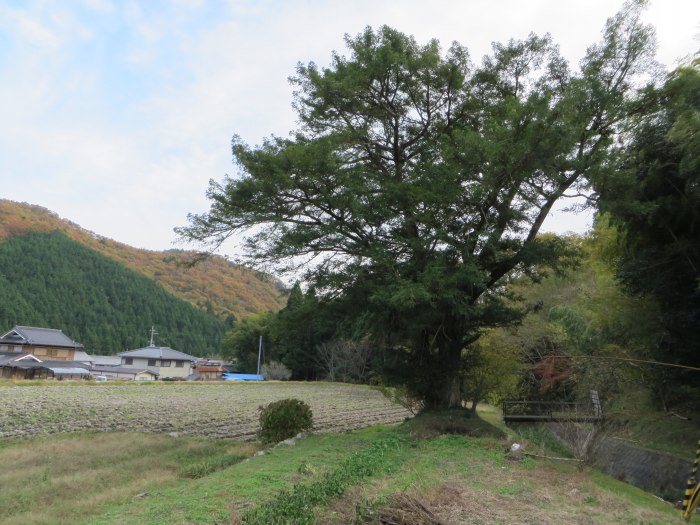 丹波篠山市今田町四斗谷/モミの木写真