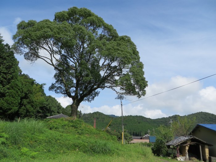 丹波篠山市波賀野/大木写真