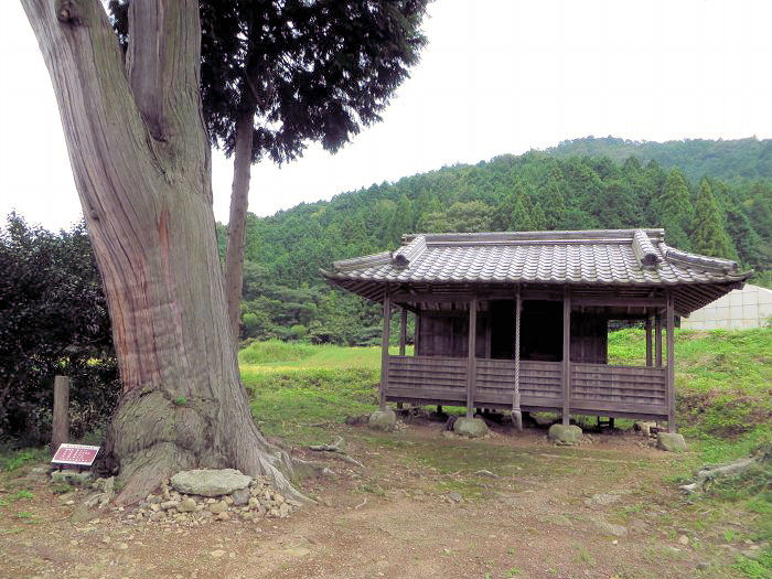 丹波篠山市真南条下/諏訪神社諏訪さんのヒノキ写真