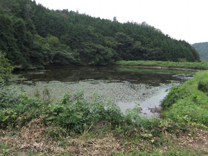 丹波篠山市真南条下/小谷池写真