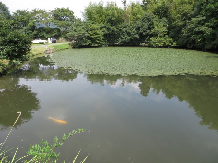 丹波篠山市真南条中/馬場池写真