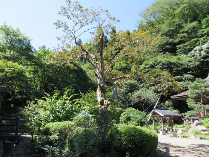 丹波篠山市真南条上/太平山龍蔵寺サルスベリ写真