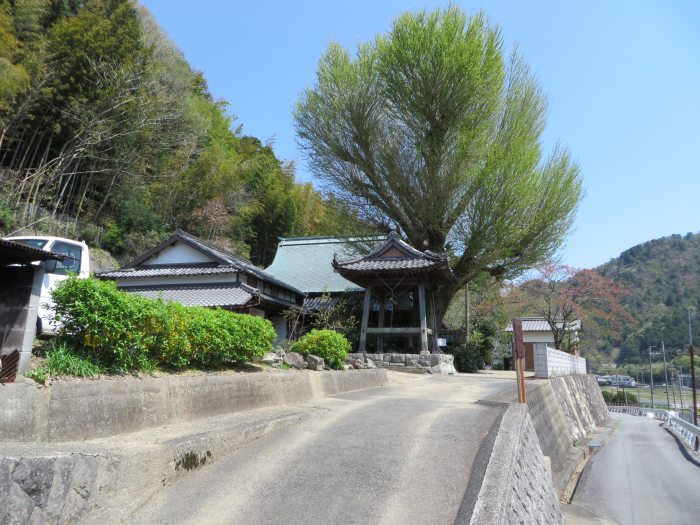 丹波篠山市牛ヶ瀬/龍泉山浄福寺大銀杏写真