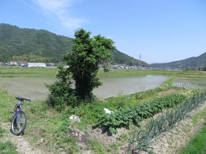 丹波篠山市初田/野下の一本杉写真