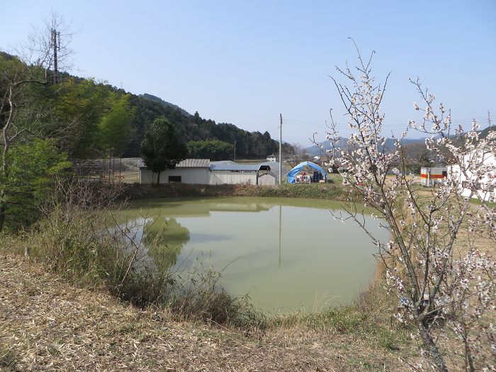 丹波篠山市真南条上/菖蒲写真