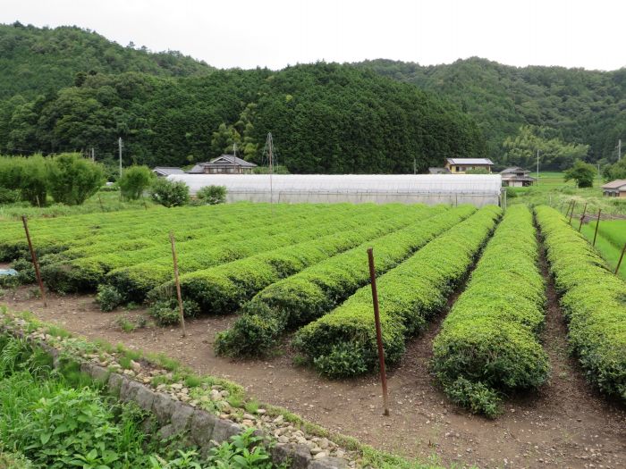 丹波篠山市味間奥/茶畠写真