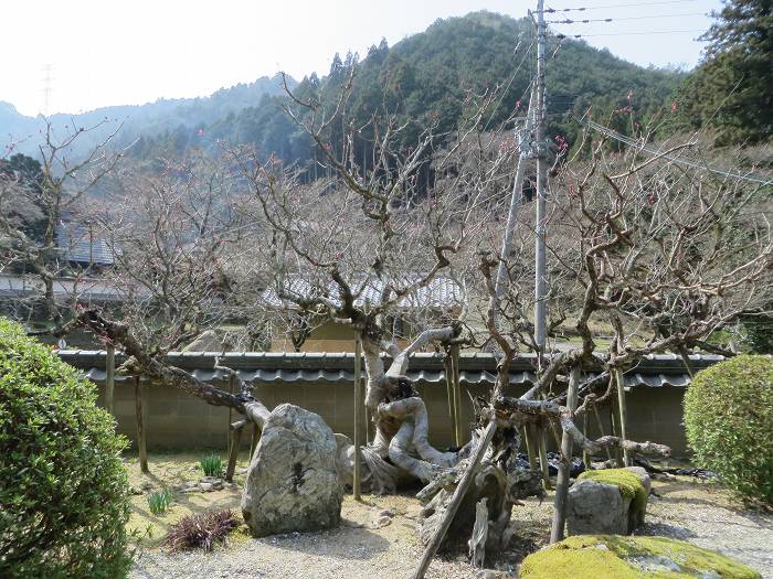 丹波篠山市味間南/松尾山文保寺観明院写真