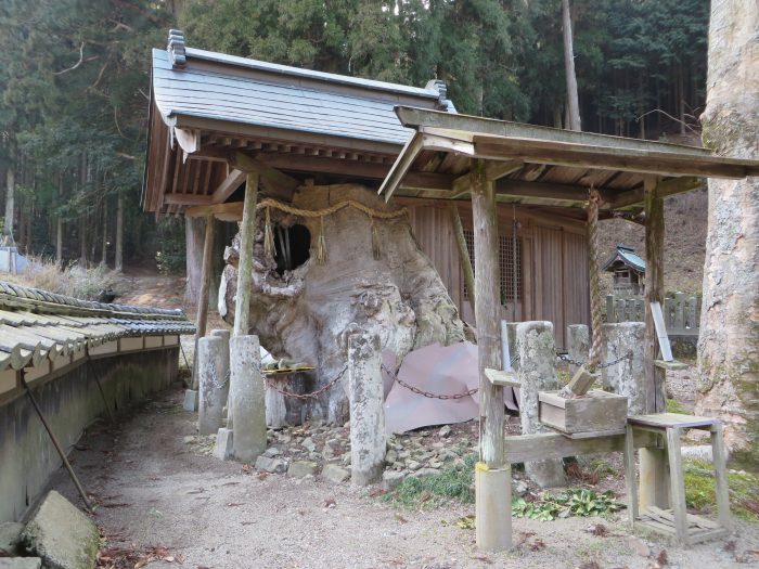 丹波篠山市大沢/八幡神社御神木写真