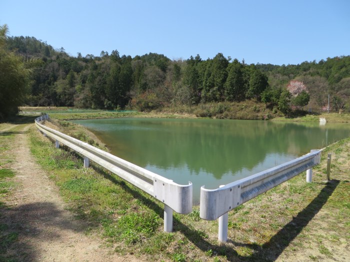 丹波篠山市西八上/西池東池写真