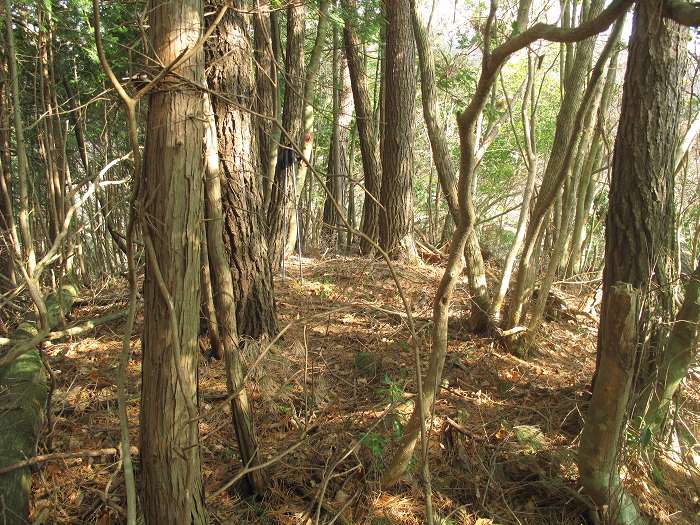 丹波篠山市後川下/君ヶ尾写真