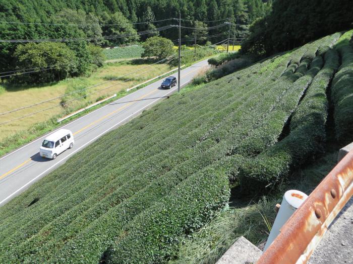 丹波篠山市後川上/茶畑写真