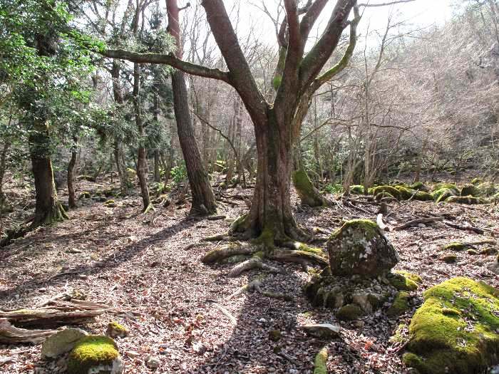 丹波篠山市後川上/大野