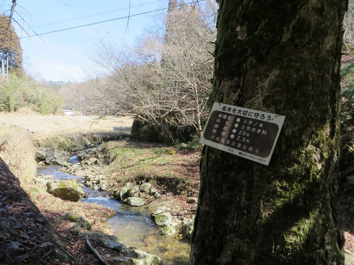 丹波篠山市後川新田/トチノキ写真