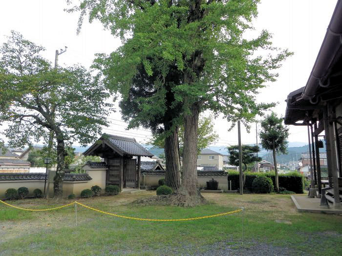 丹波篠山市北/東護山医王寺ラッパイチョウ写真