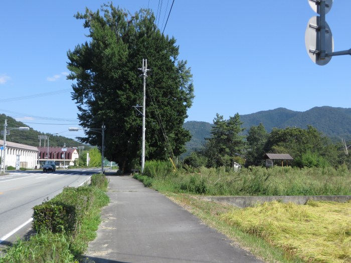 丹波篠山市日置/大公孫樹写真